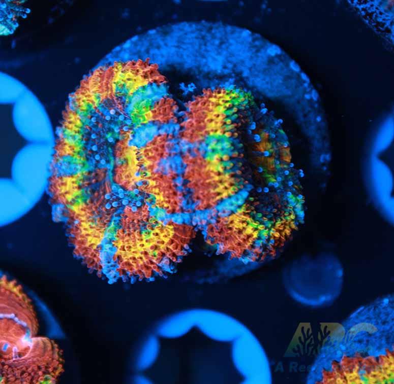 ARC Happy Endings 2.0 Acan