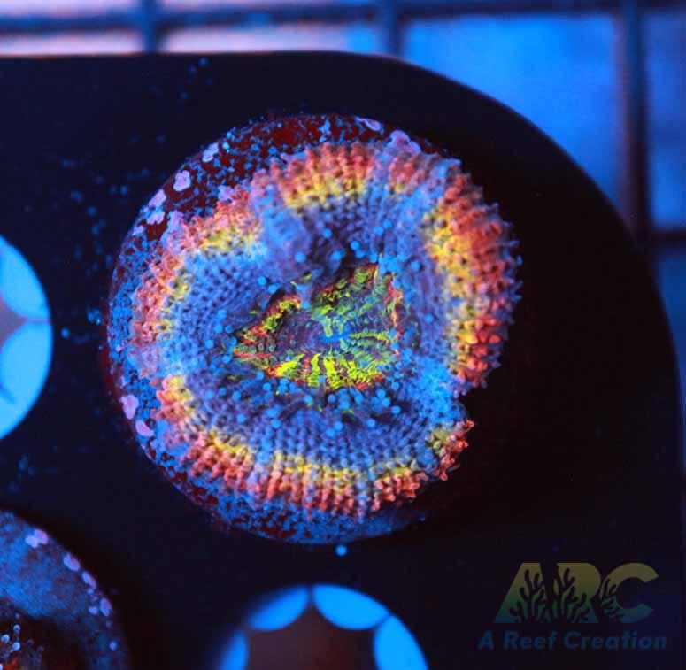 ARC Ring of Fire Acan