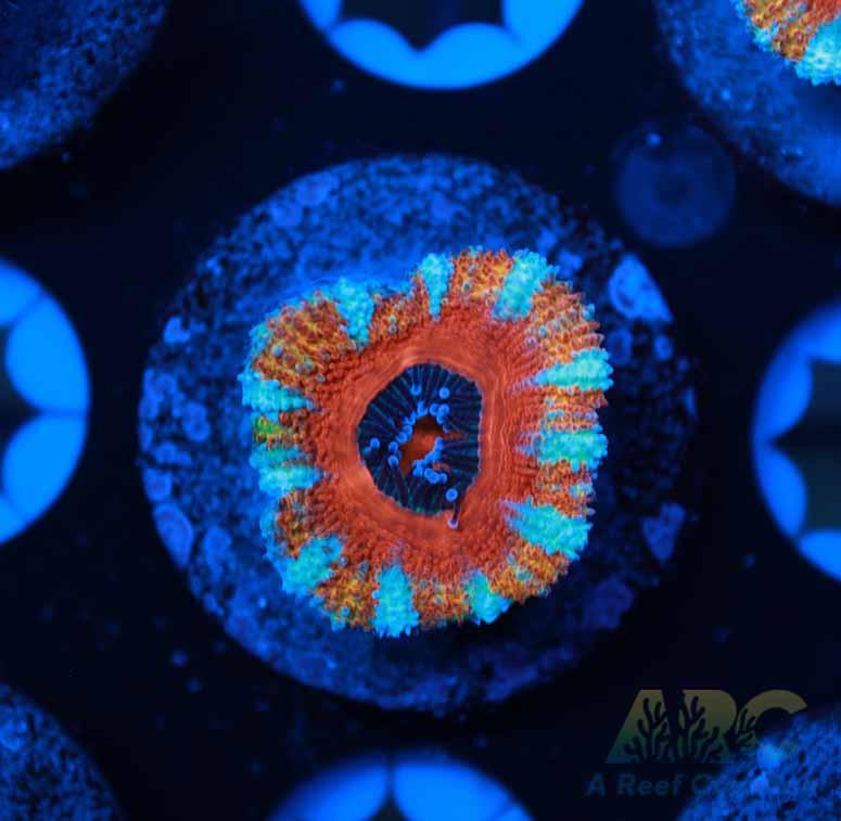 ARC Candy Corn Acan