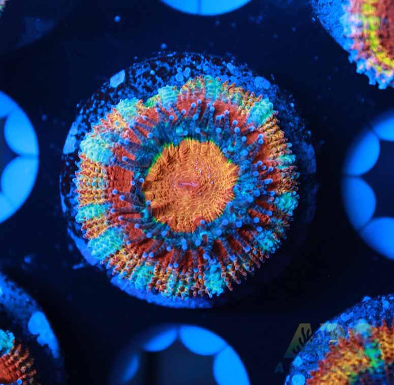 ARC Candy Corn Acan