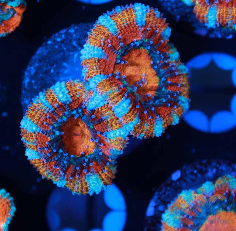 ARC Candy Corn Acan