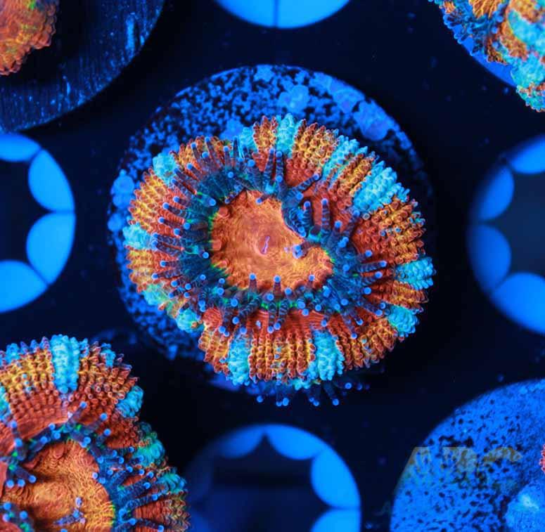 ARC Candy Corn Acan