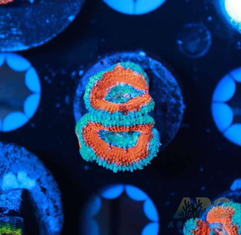 Red and Teal Acan