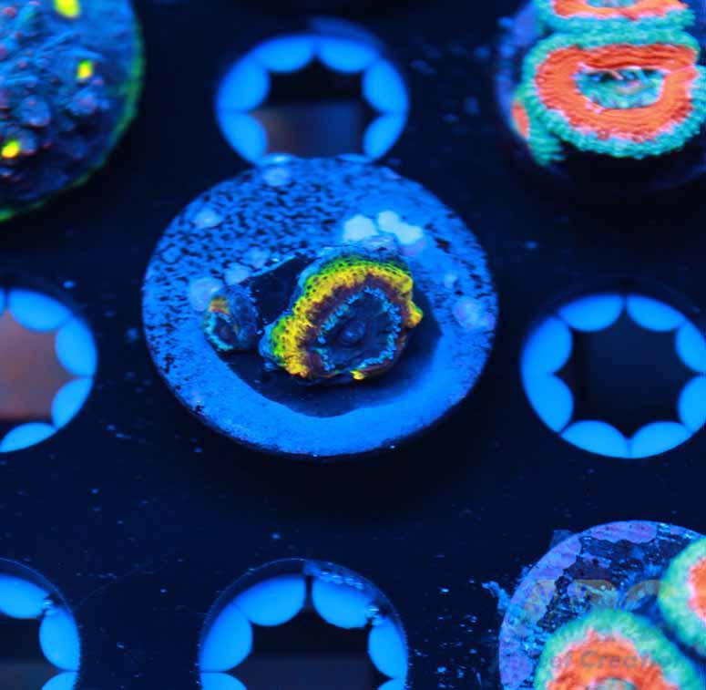 Rebecca Rastafarian Acan