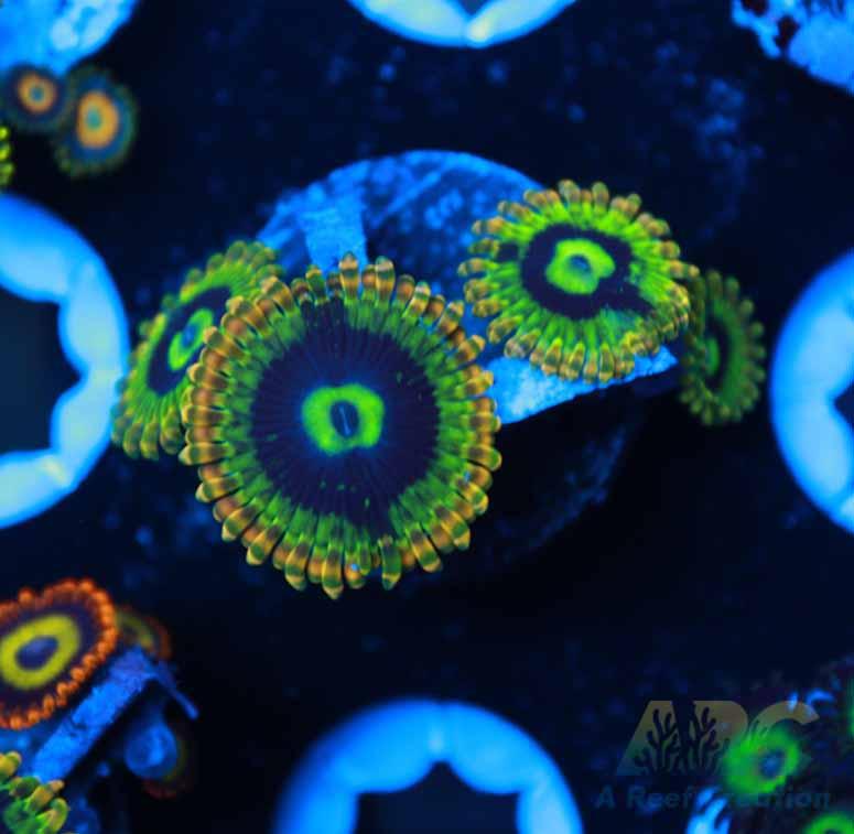 Rainbow Yoda Zoas