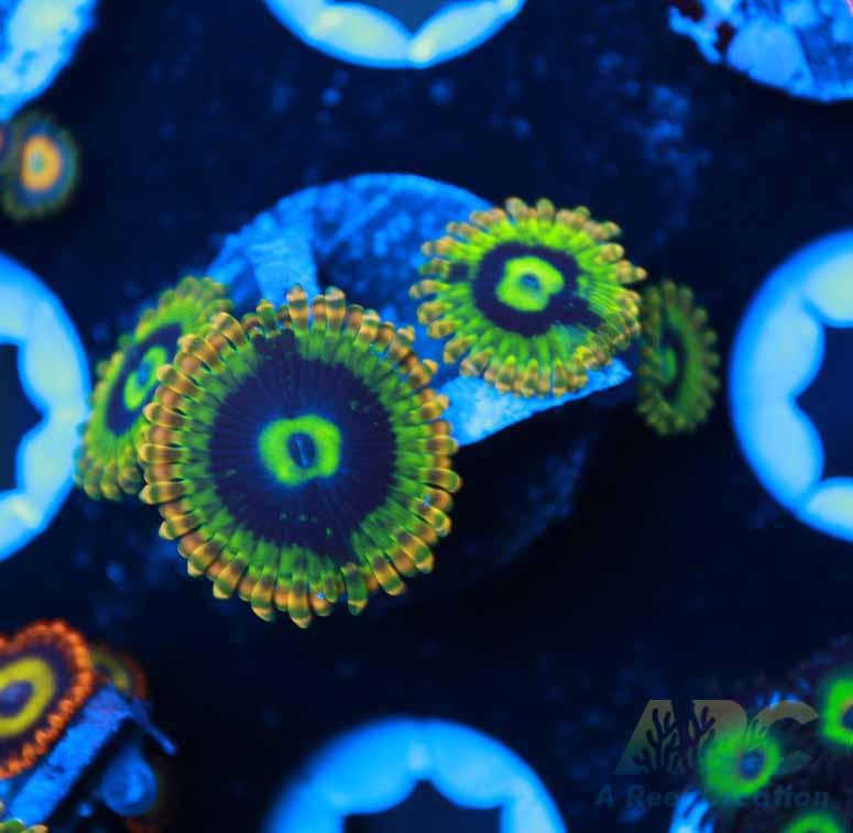 Rainbow Yoda Zoas