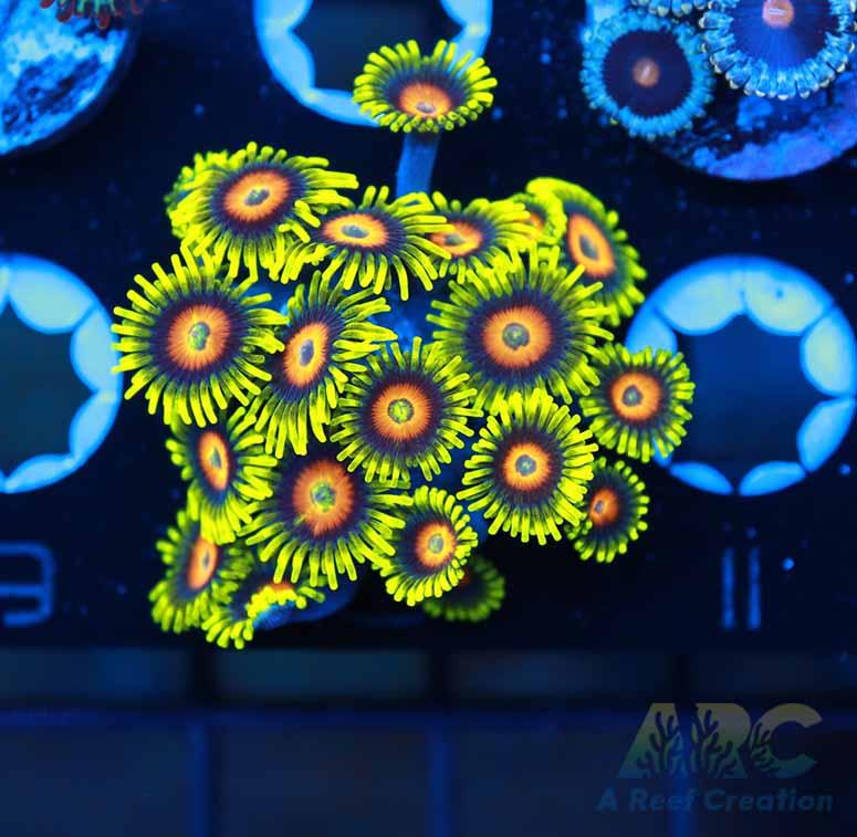 Long Lash Eagle Eye Zoa