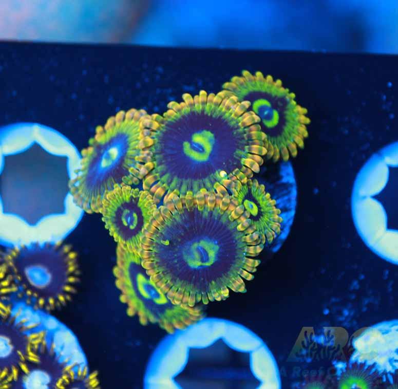 Rainbow Yoda Zoas