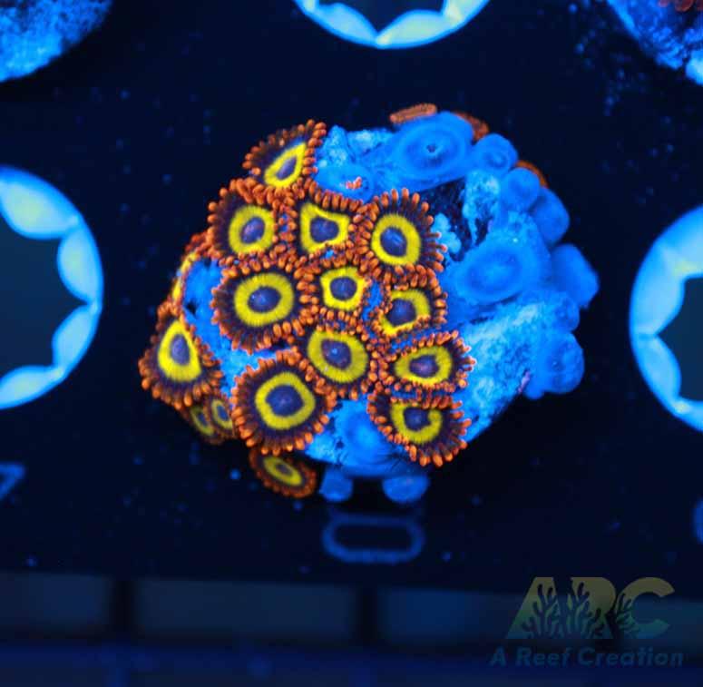 Fruit Loops Zoas