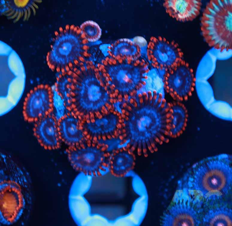 Fire and Ice Zoa