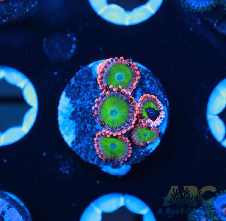 Electric oompa Loompas