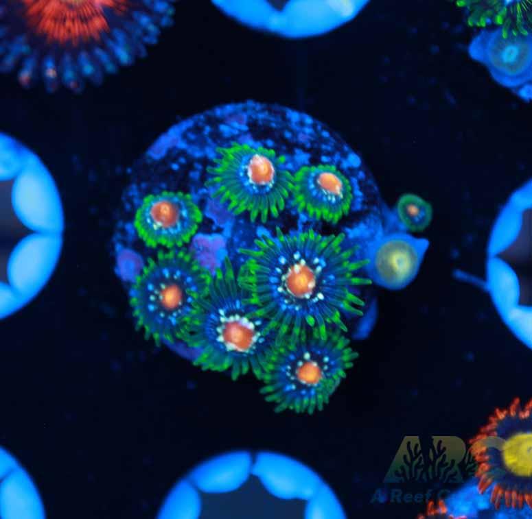 JF Stargazer Zoas