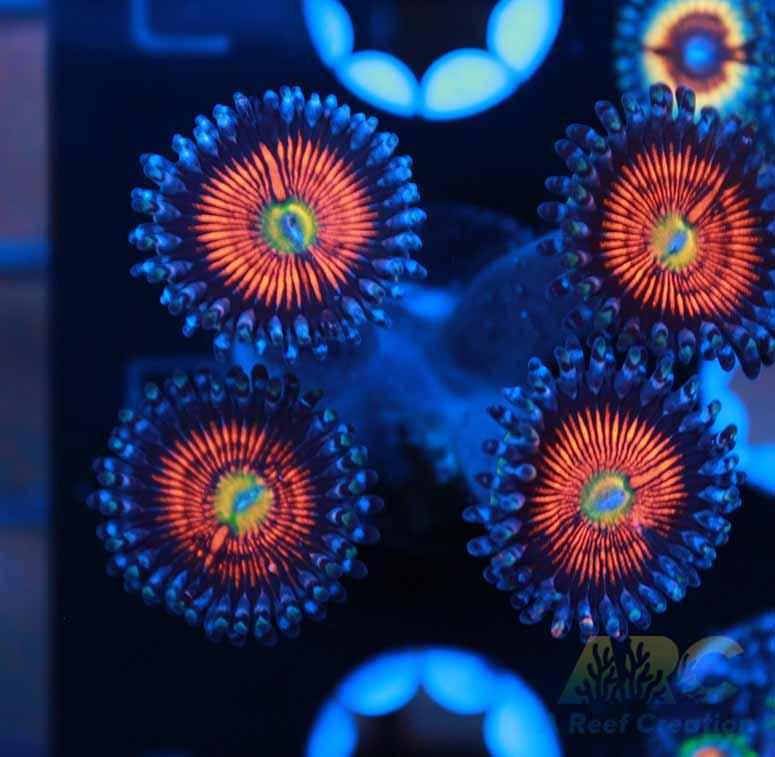 God of War Revolution Paly