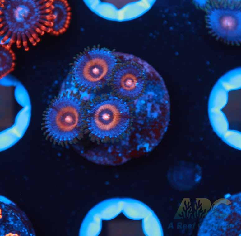 JF Drunk Punch Zoas