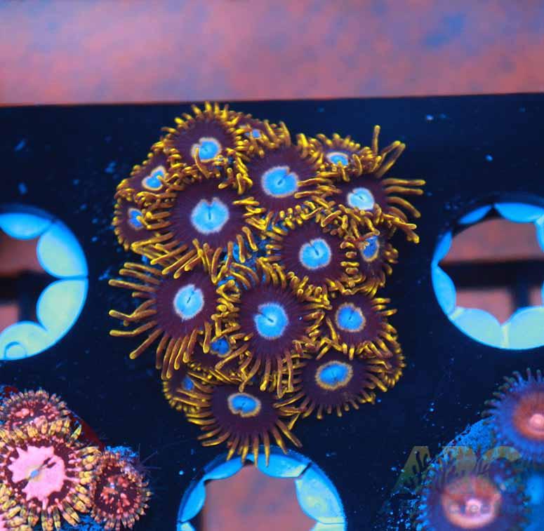 Frozen Hornets Zoa