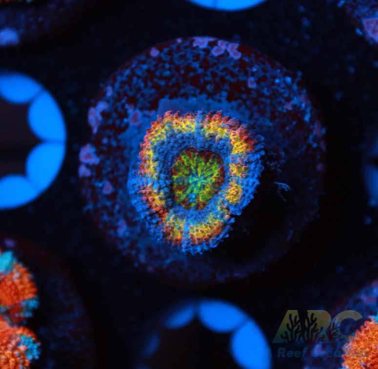 ARC Ring of Fire Acan