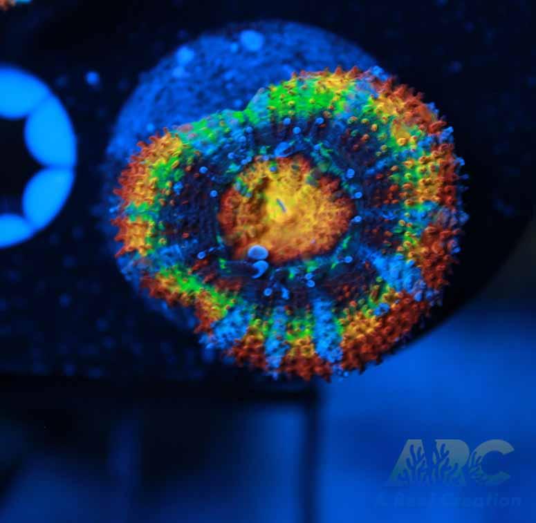 ARC Happy Endings 2.0 Acan