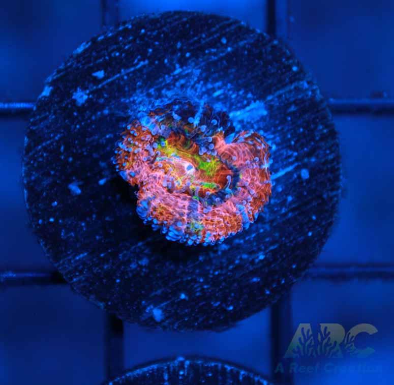 ARC Sour Skittles Acan