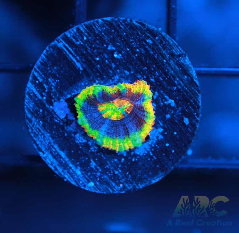 Johnny C's Rainbow Srinkles Acan