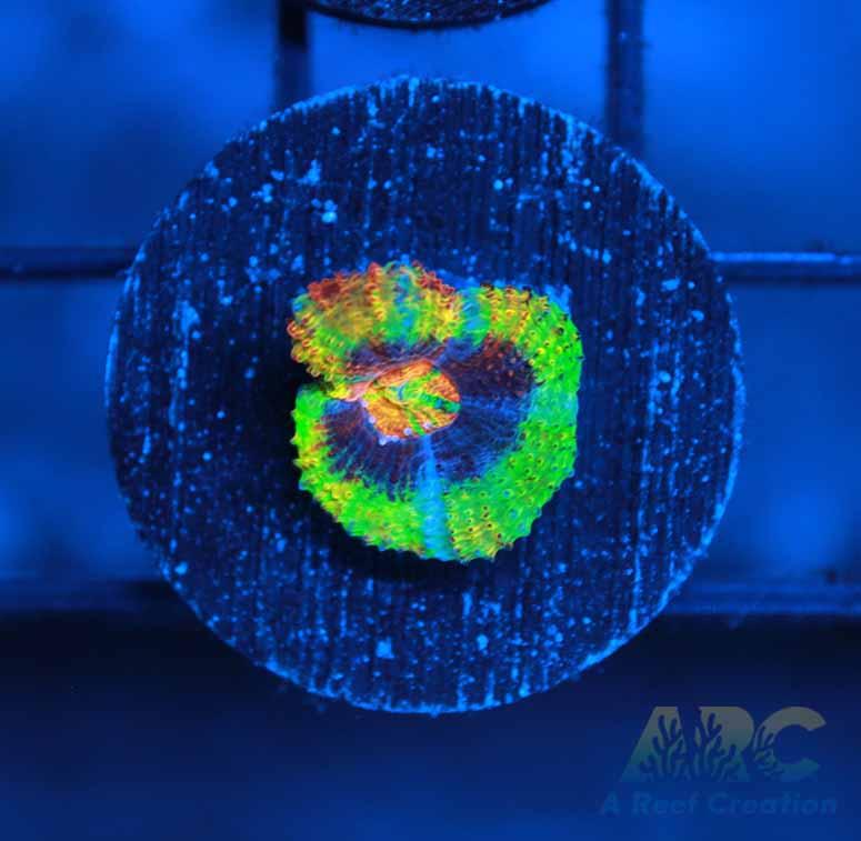 Johnny C's Rainbow Srinkles Acan