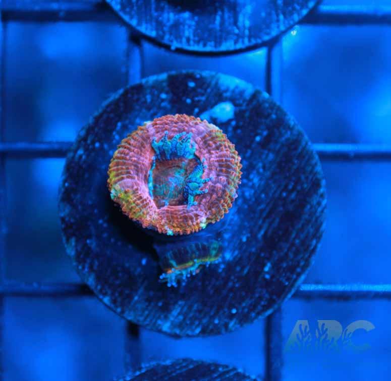 ARC Sour Skittles Acan