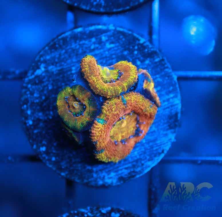 ARC Agent Orange Acan