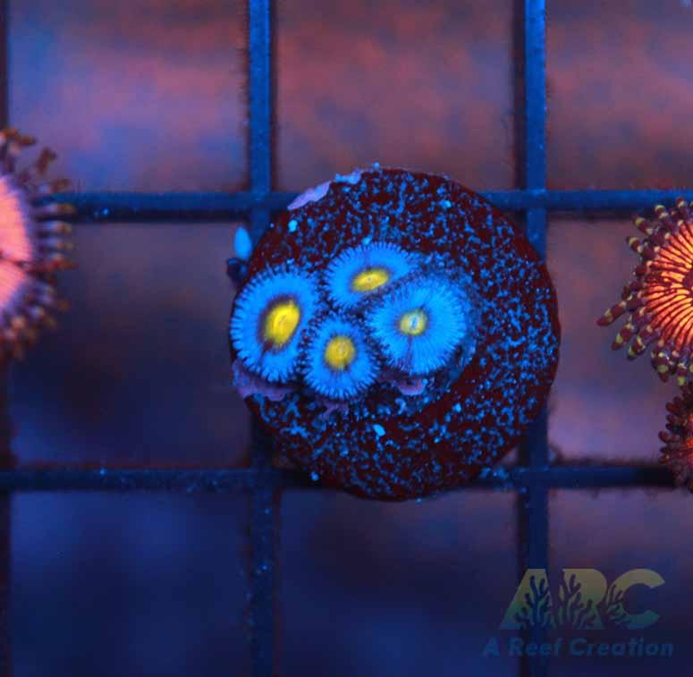 WWC AOI Zoas