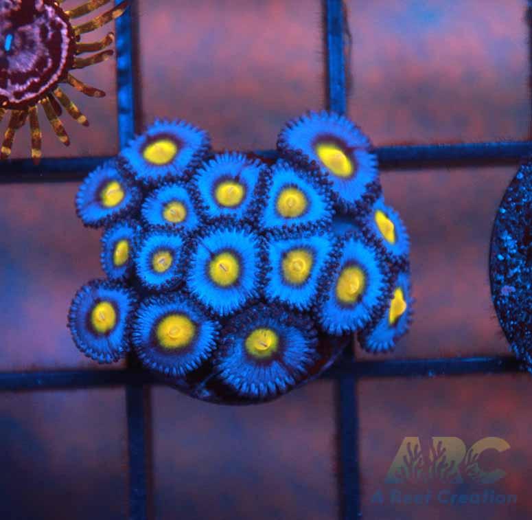 WWC AOI Zoas