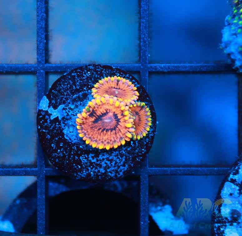 IA Burning Embers Zoa