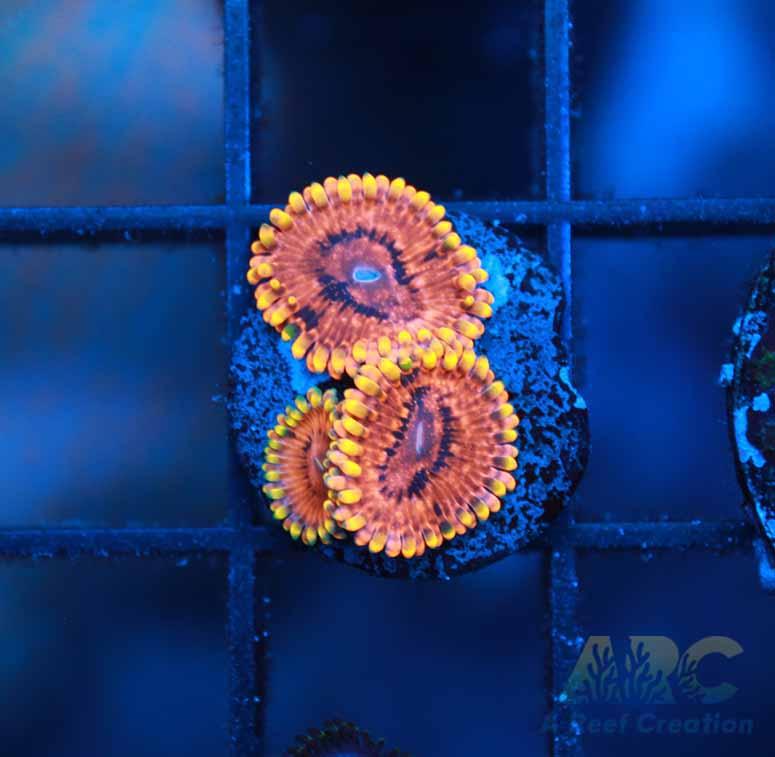 IA Burning Embers Zoa