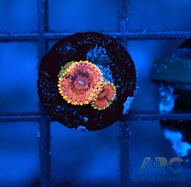 IA Burning Embers Zoa