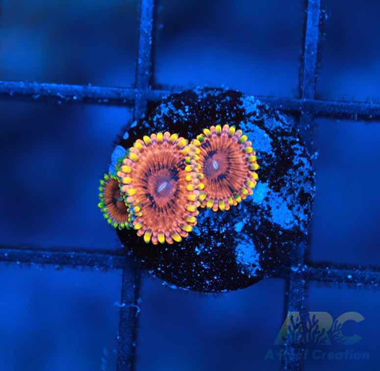 IA Burning Embers Zoa
