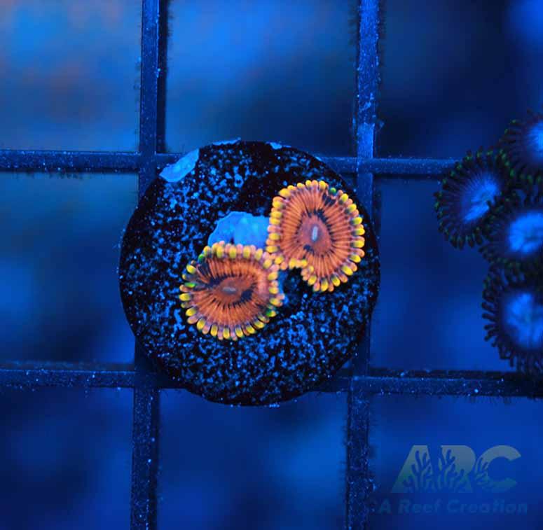 IA Burning Embers Zoa