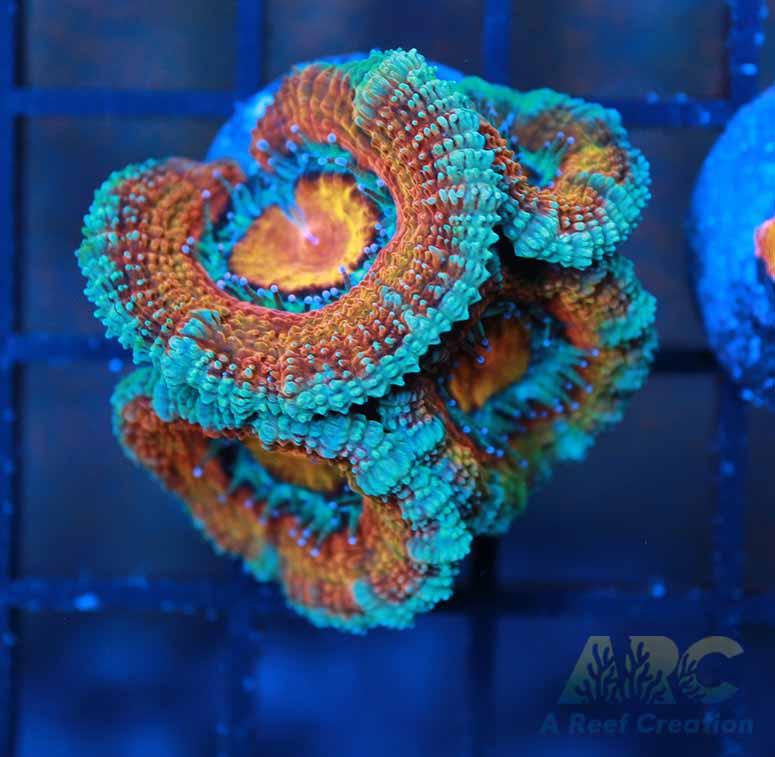 ARC Charmander Acan