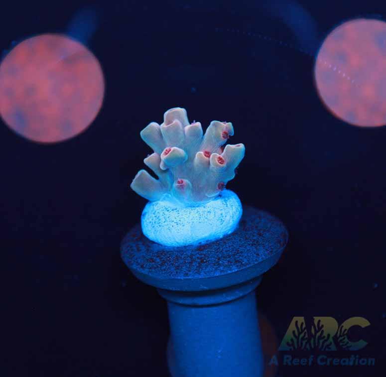 BK Chem Cr•À_me de la Cr•À_me Acro