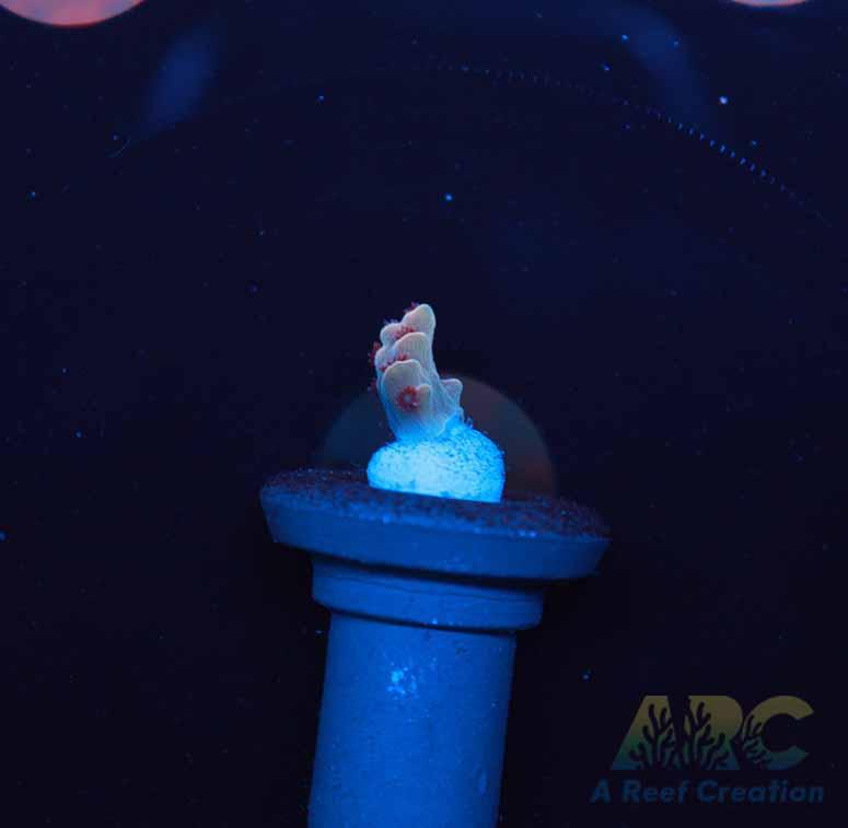 BK Chem Cr•À_me de la Cr•À_me Acro