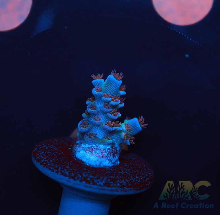 RRC Angry Birds Tenuis