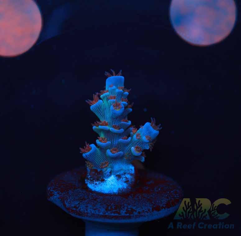 RRC Angry Birds Tenuis