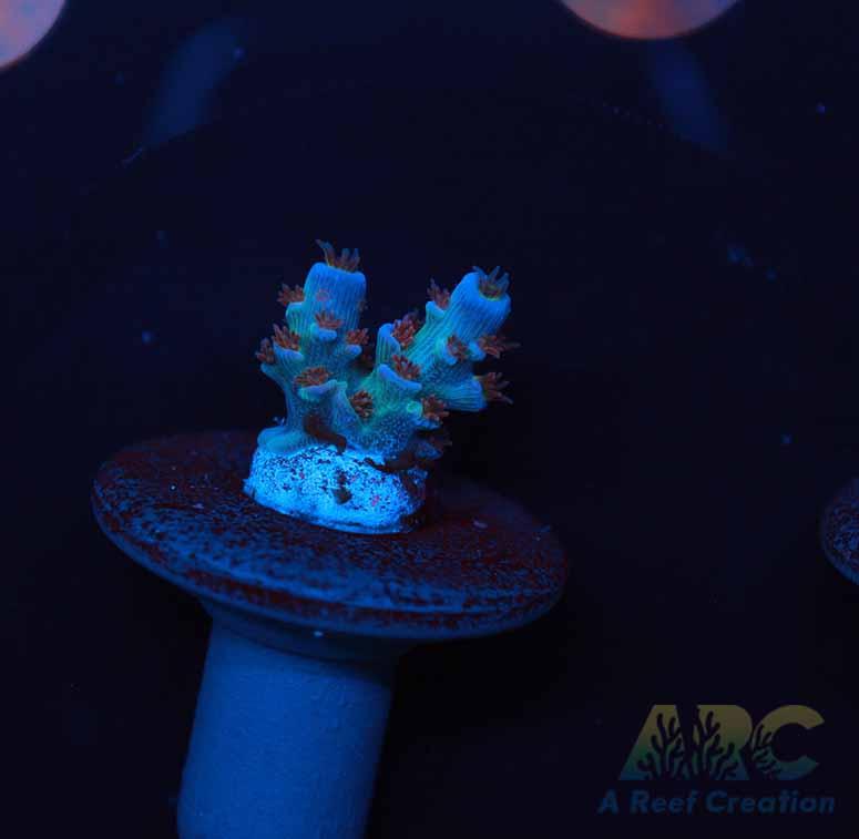 RRC Angry Birds Tenuis