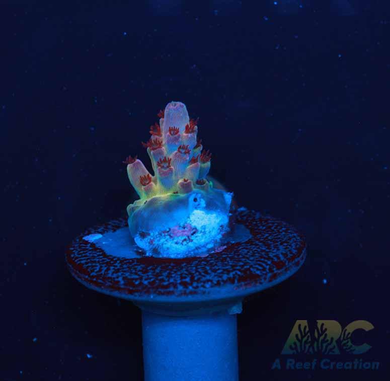 ARC Patrick Star Acro