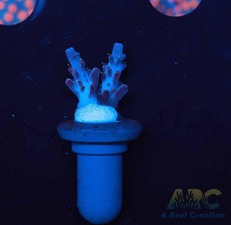 ARC Magic Carpet Acro