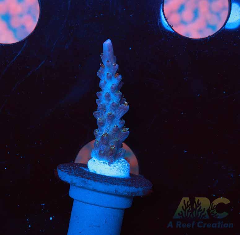 ARC Magic Carpet Acro