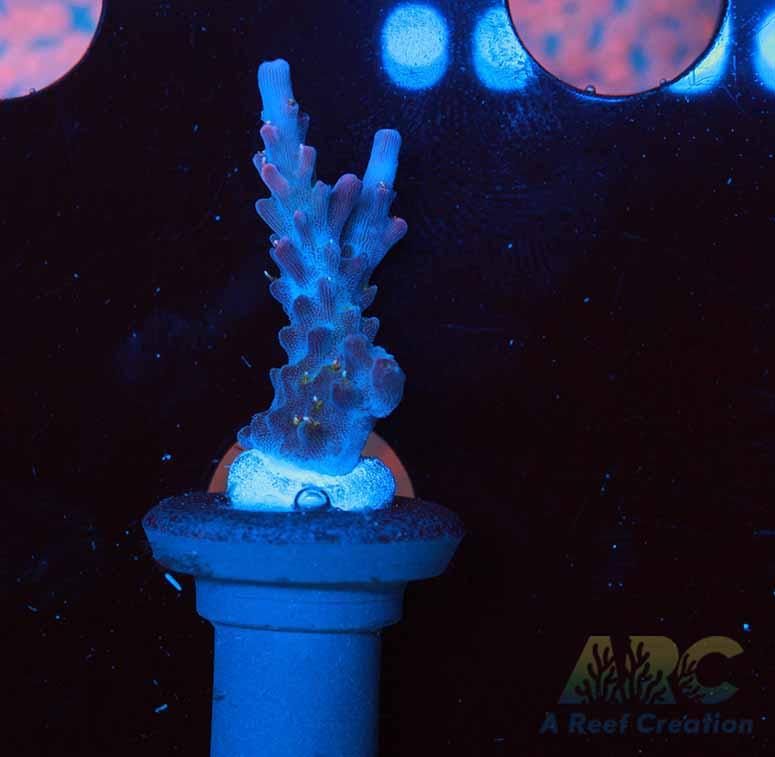 ARC Magic Carpet Acro