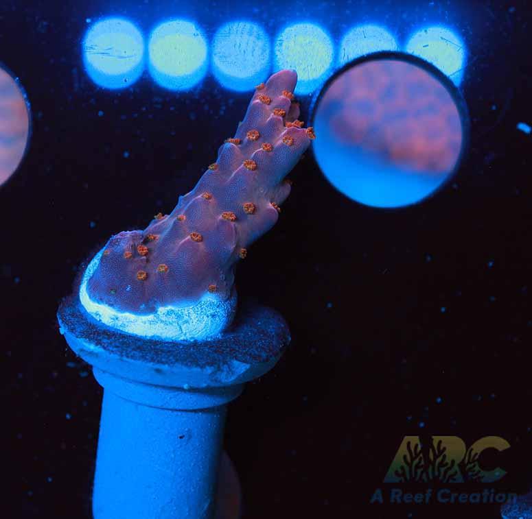 ARC Merlin's Beard Acro Chunky Frag