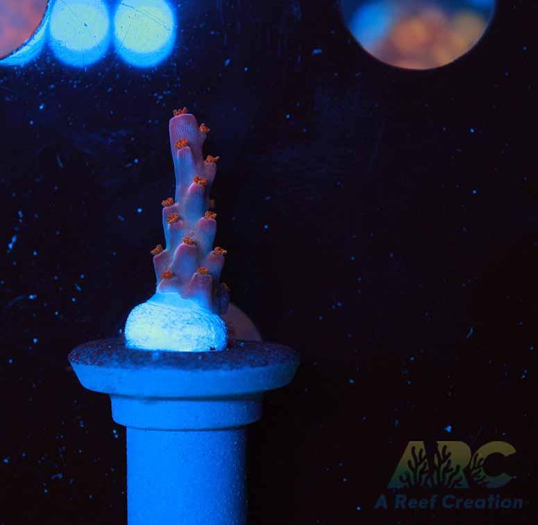 ARC Merlin's Beard Acro