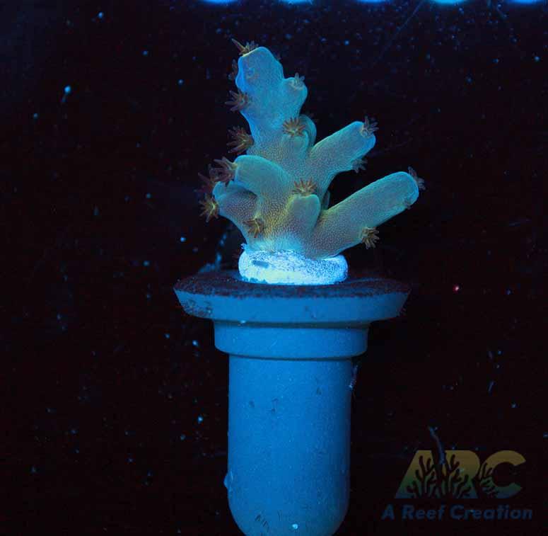 Reef Gen Blueberry Fantasy Granulosa