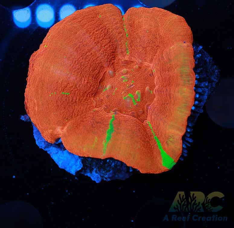 Reverse Bleeding Apple Scoly