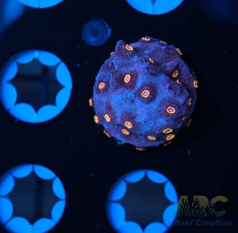 Bizzaro Cyphastrea
