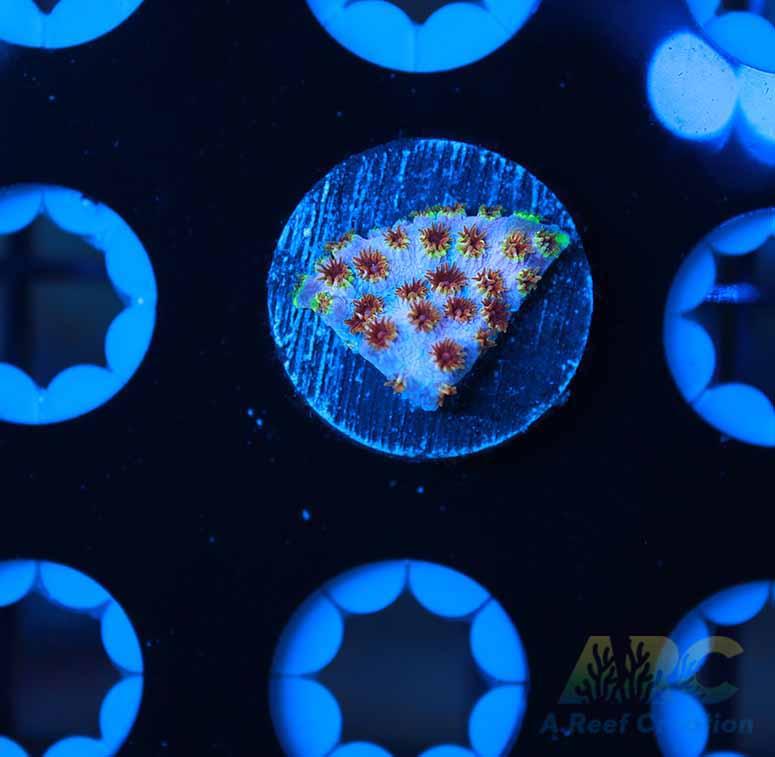 Skittles Bomb Cyphastrea