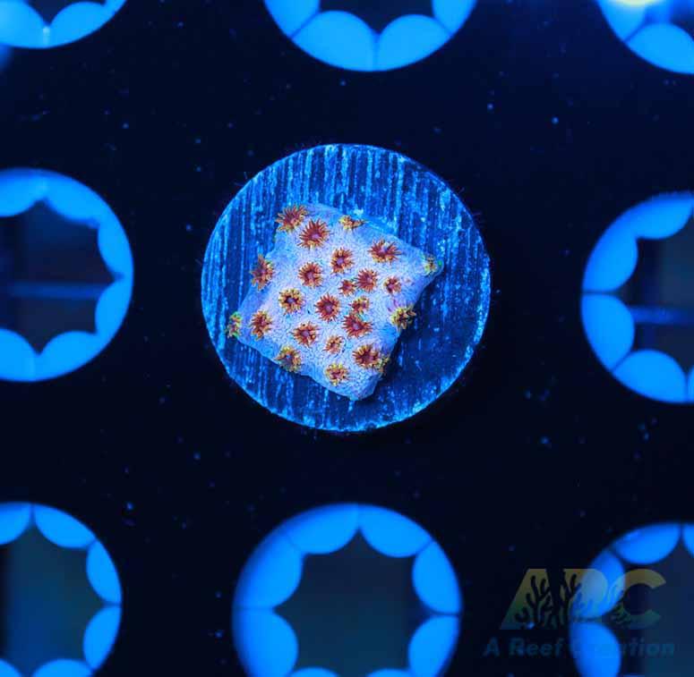 Skittles Bomb Cyphastrea